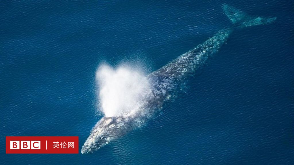 鲸鱼不会感冒 但是它们会流鼻涕 c 英伦网