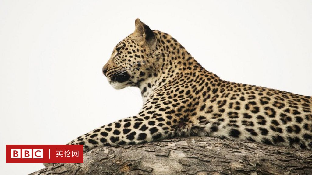 图辑 在非洲草原上感悟到的生死故事 c 英伦网