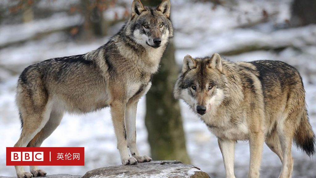 狗与狼的区别：狗善于服从狼更愿发起行动- BBC 英伦网