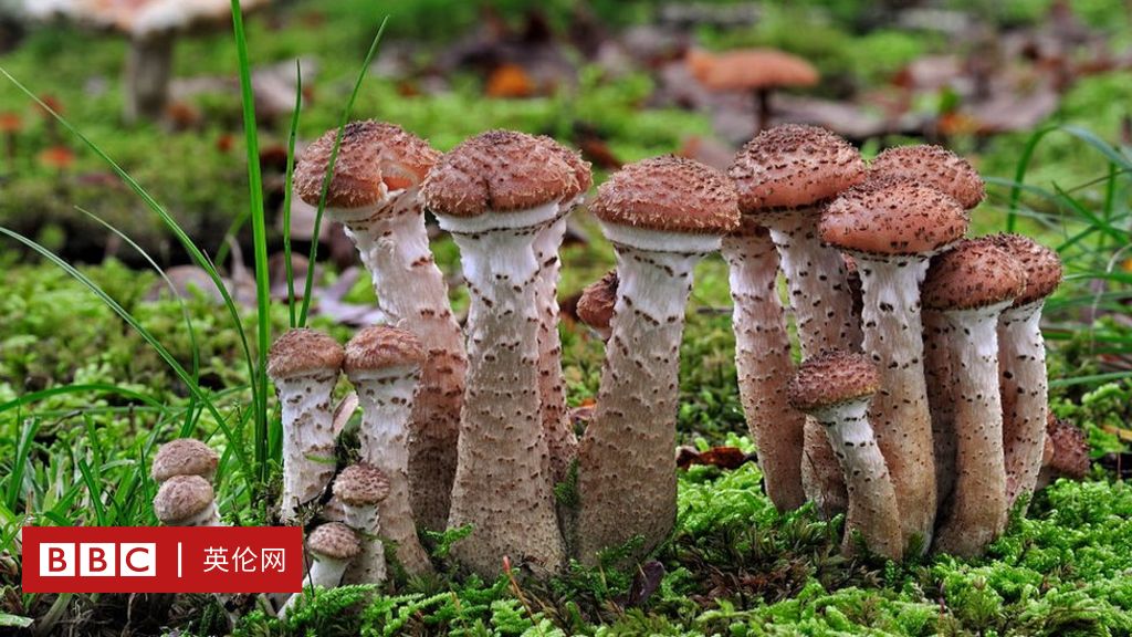 蘑菇拥有你未曾想过的神奇魔力 c 英伦网