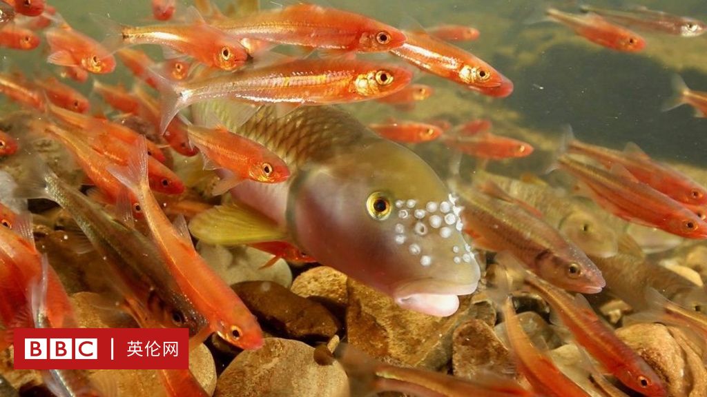 七个世界 一个星球 拍摄感悟和花絮 2 鱼族的败类和大爱 c 英伦网