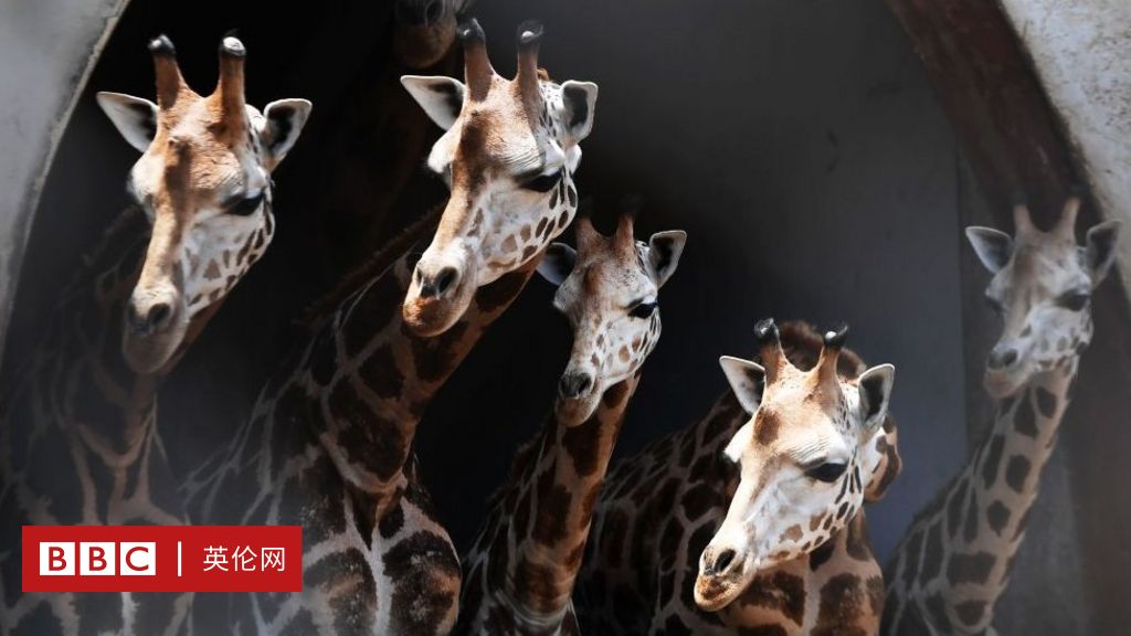 動物與數字：動物的數能力是天賦還是演化- BBC 英伦网