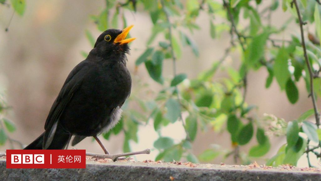 城市動物 野生動物進城後如何適應新環境 c 英伦网