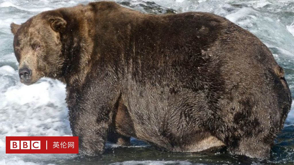 今年最胖的熊 找到了棕熊越胖越好并非坏事 c 英伦网