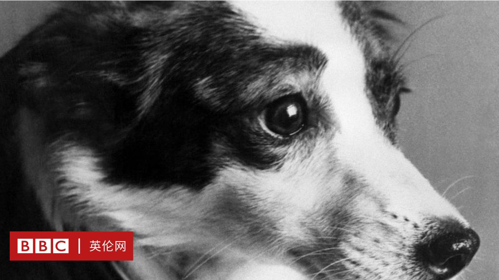 揭開太空競賽序幕的蘇聯流浪狗 c 英伦网