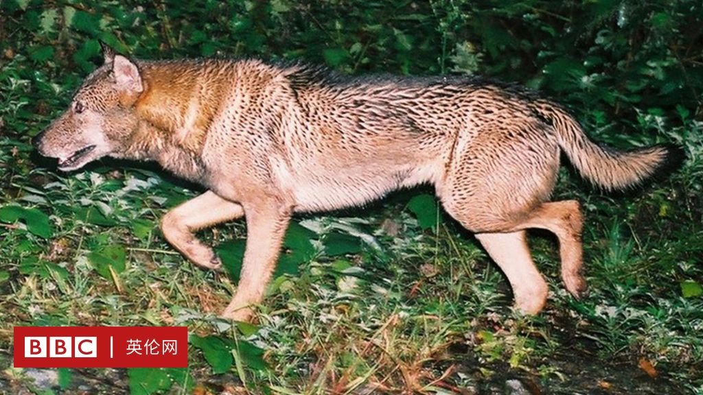 日本狼的神秘发现与灭绝物种的判定悖论 c 英伦网