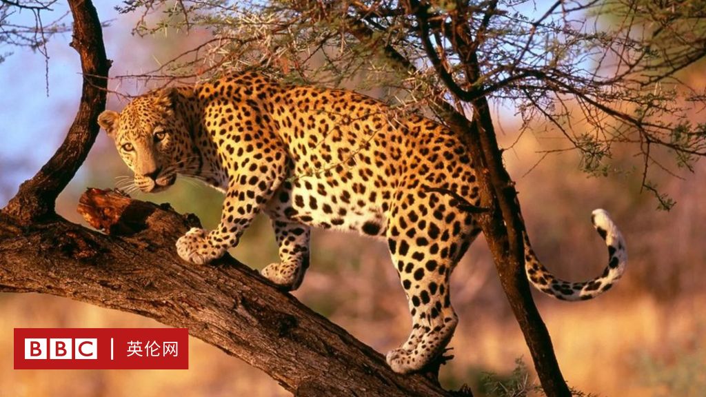 動物世界中的 生命走廊 拯救南非獵豹的大膽計劃 c 英伦网