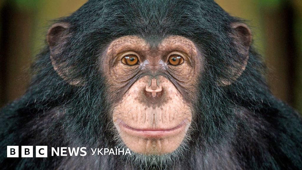 Спільний перегляд фільмів зближує шимпанзе так само, як людей - BBC ...