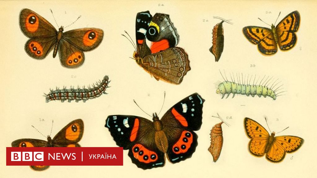 Changing the Clocks: How a 19th-Century Insect Enthusiast Made It Happen