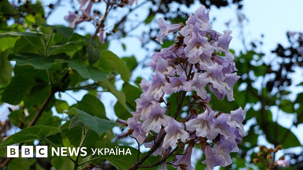 Павловнія: як дерево-суперзірка вторглося в Україну - BBC News Україна