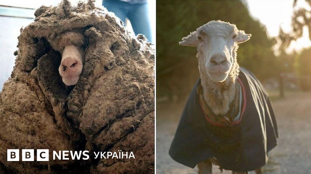 Баран мало не помер через свою 35-кілограмову вовну. Його довелося ...