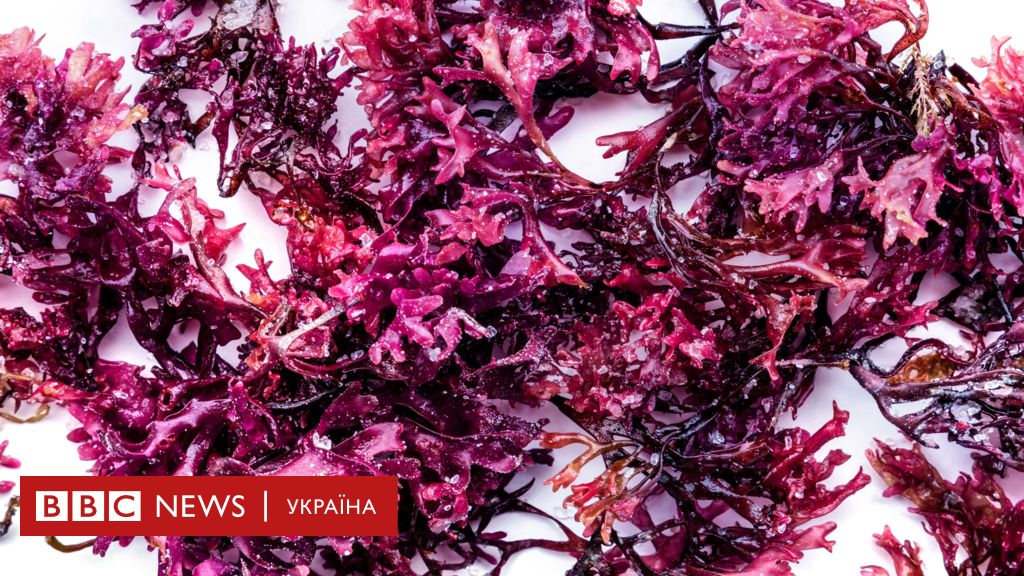 Ірландський мох. Що це - суперфуд чи модний тренд із соцмереж - BBC News Україна