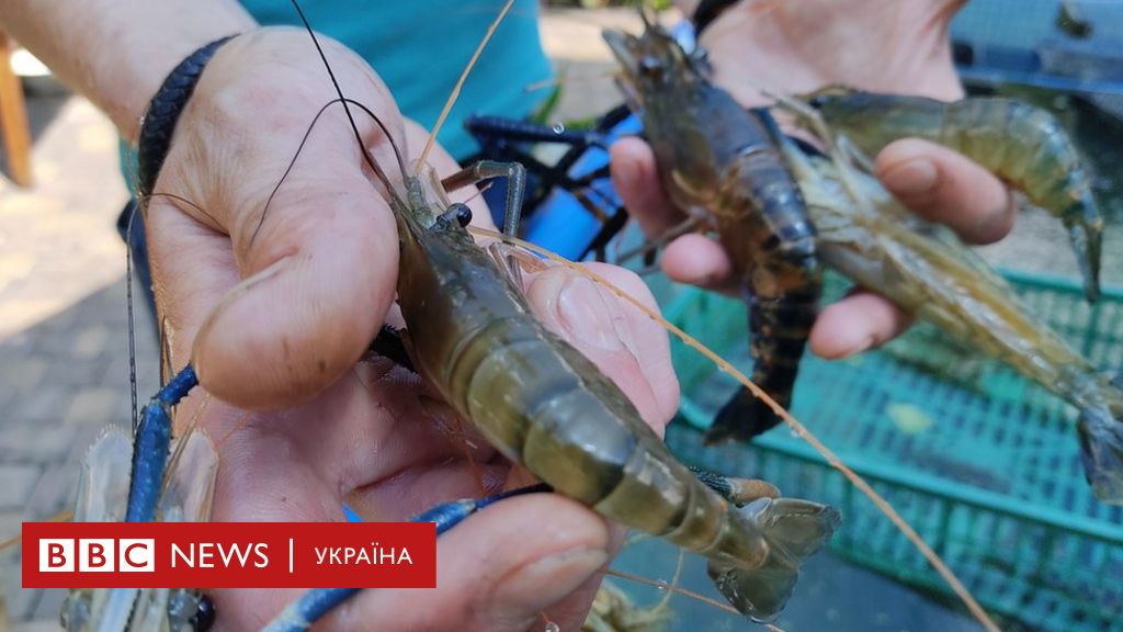 Yak Ukrayinsku Krevetku Z Mifu Peretvorili Na Realnist Bbc News Ukrayina