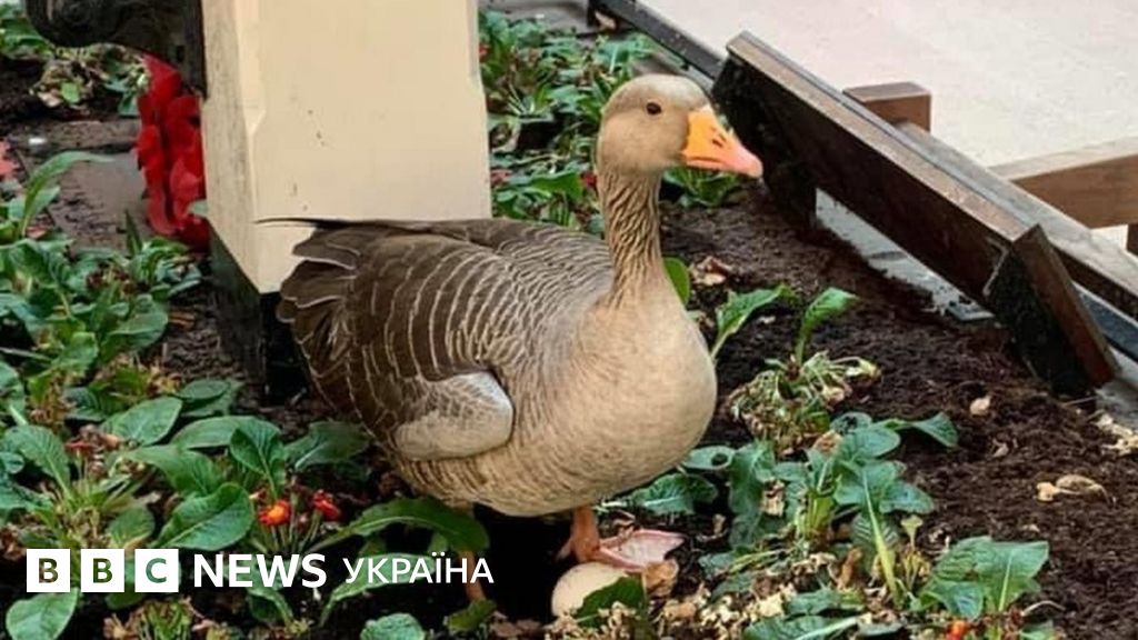 Гуска звила гніздо на вокзалі та стала зіркою інтернету - BBC News Україна