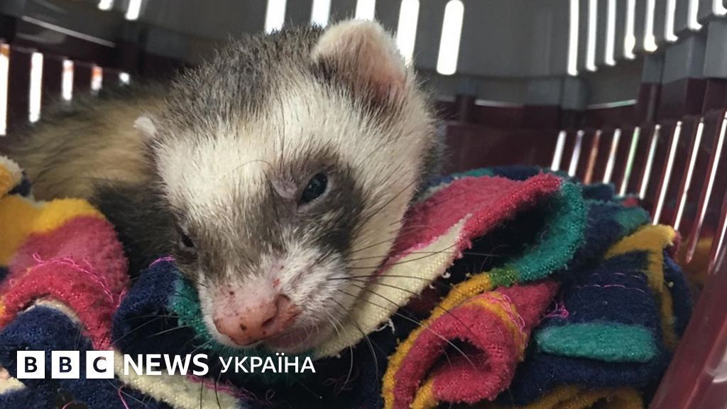 Тхір вижив після 100 хвилин прання у пральній машині BBC News Україна