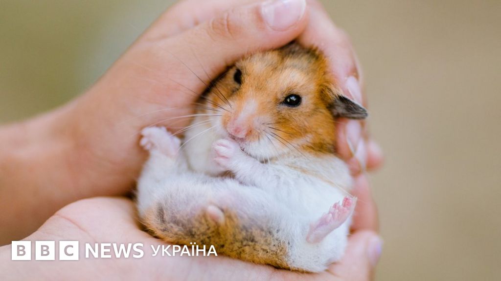 У Гонконзі "превентивно" знищать 2 тисячі хом'яків. Усе через ...