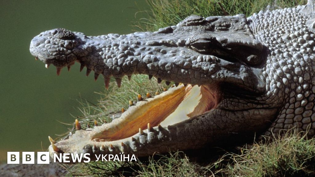 Зниклого австралійця знайшли у череві крокодила - BBC News Україна