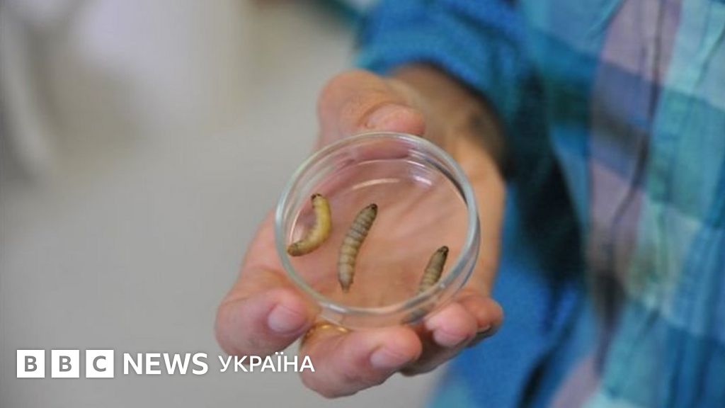 Гусінь, що "харчується" пластиком, допоможе у боротьбі зі сміттям - BBC ...