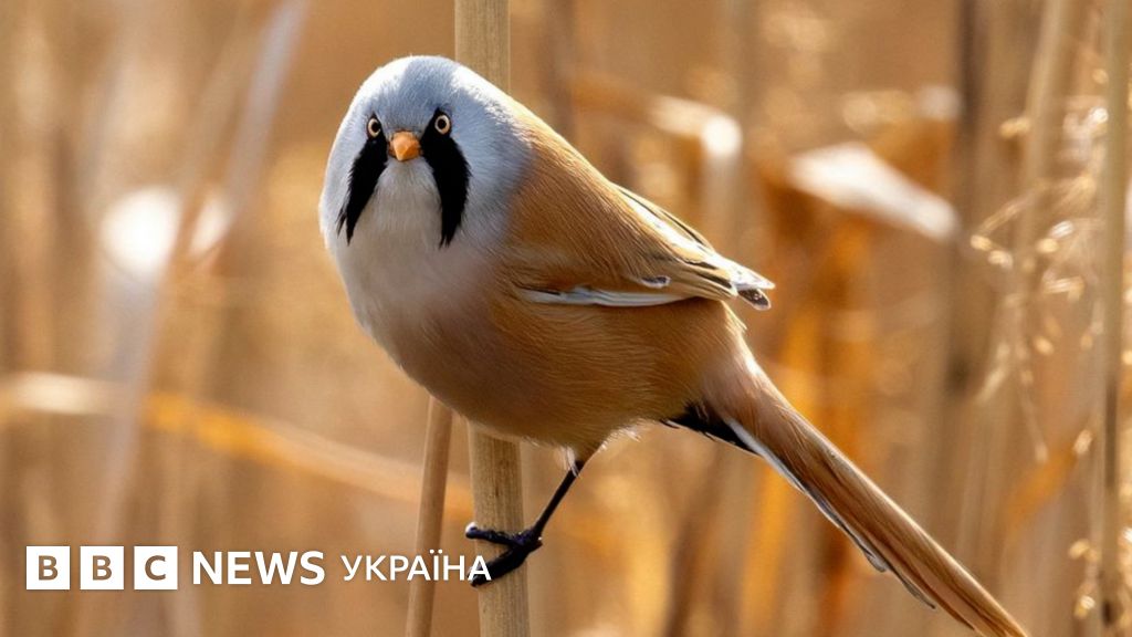 Екзотичні птахи Києва: прогулянка з бердвочеркою - BBC News Україна
