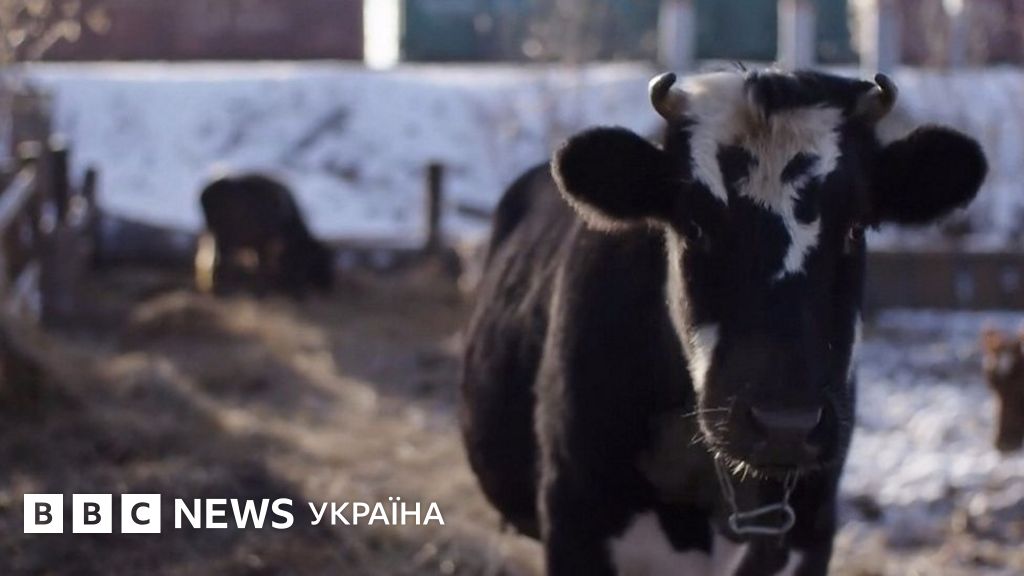 Корови на пенсії: перший у Росії коров'ячий хоспіс - BBC News Україна