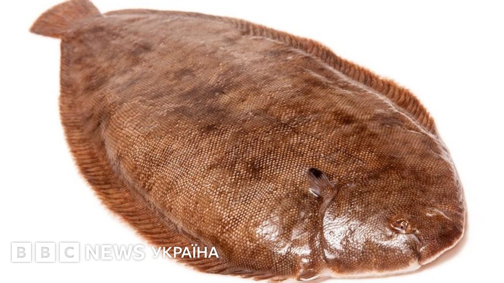 Морська риба застрибнула в горло рибалці, що її поцілував - BBC News ...