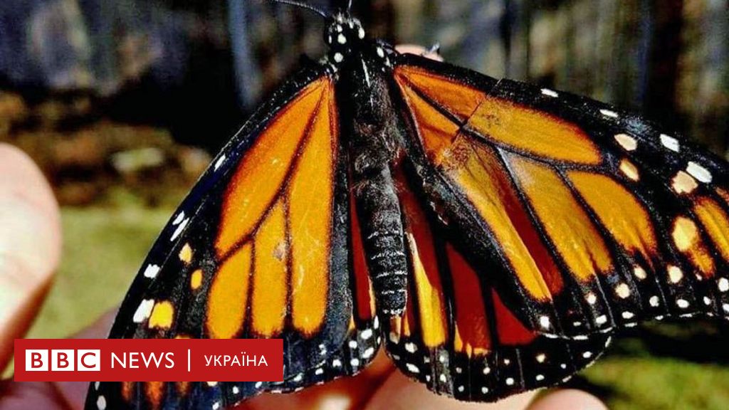Как вылечить крыло бабочки в домашних условиях thumbnail