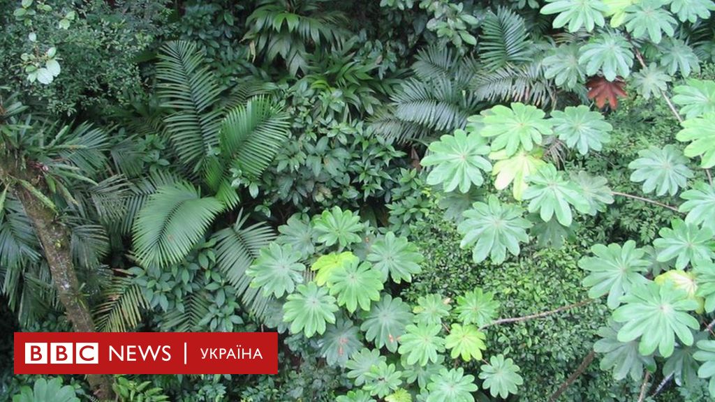 Chomu Listya Buvaye Riznoyi Formi Bbc News Ukrayina