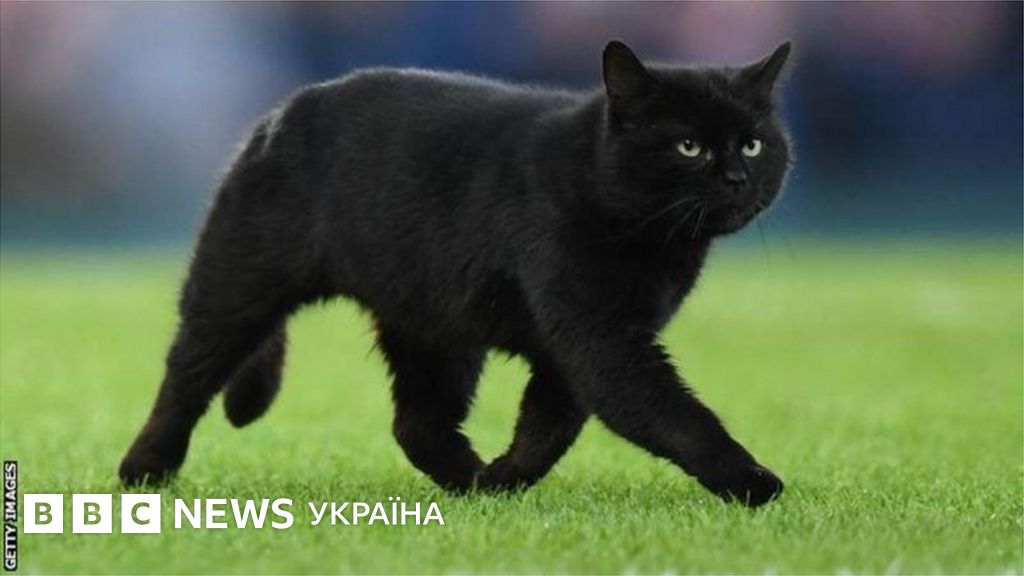 Чорний кіт вибіг на футбольне поле під час гри і став зіркою матчу ...