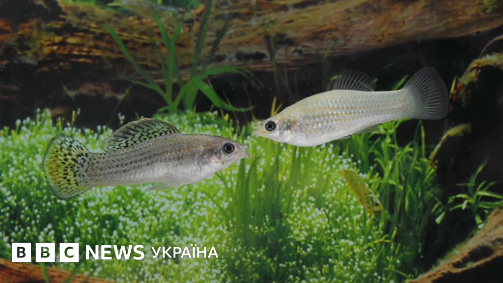 100 тисяч років без самців: як ця риба "обманула природу"