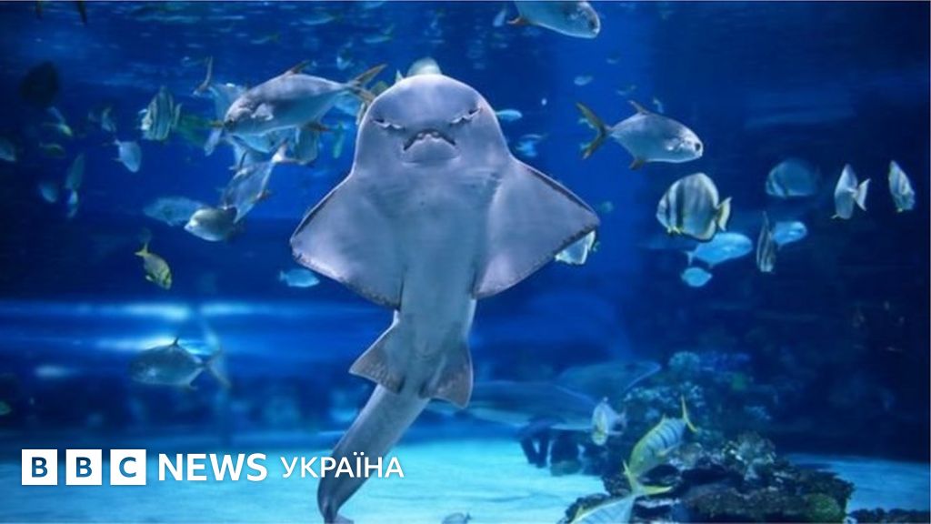 Найдивніші акули і скати світу - "на межі вимирання" - BBC News Україна