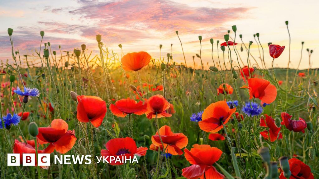 Що не так із "маковим полем біля Львова", про яке всі пишуть