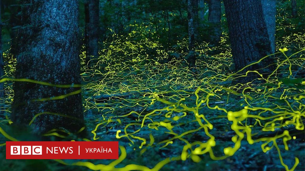 Ліс унікальних 