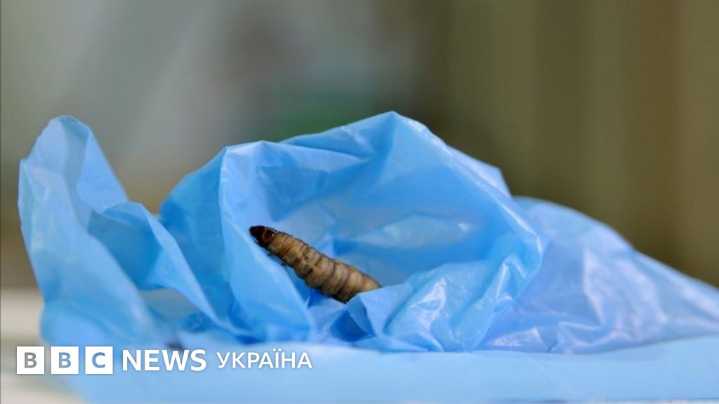 Гусінь, що "харчується" пластиком, допоможе у боротьбі зі сміттям - BBC ...
