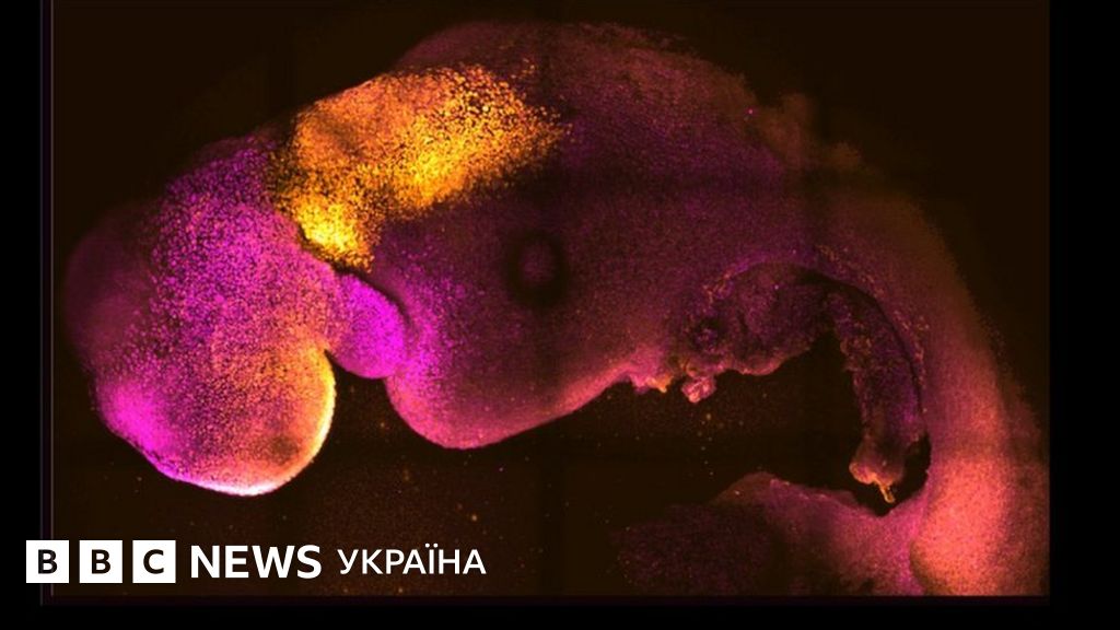Без яйцеклітини і сперматозоїдів. Вчені створили повноцінний ...
