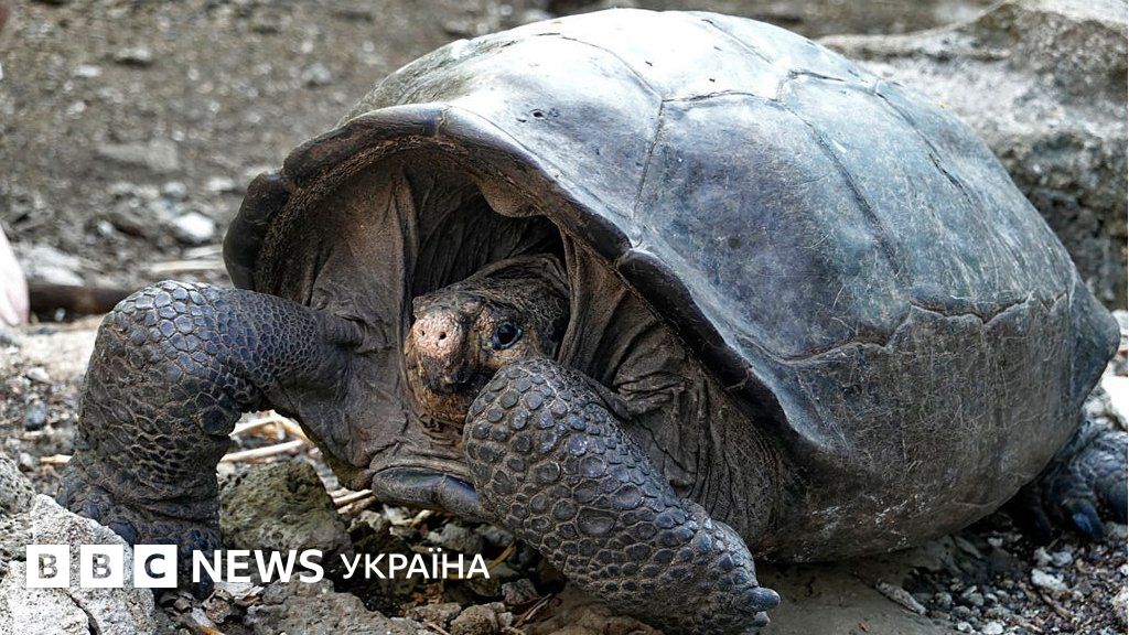 На Галапагосах знайшли гігантську черепаху. Вид вважали вимерлим 100 ...