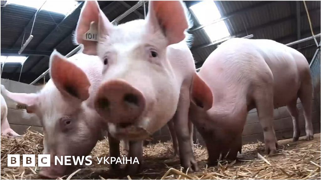Свиня вбила м'ясника, який хотів її заколоти - BBC News Україна