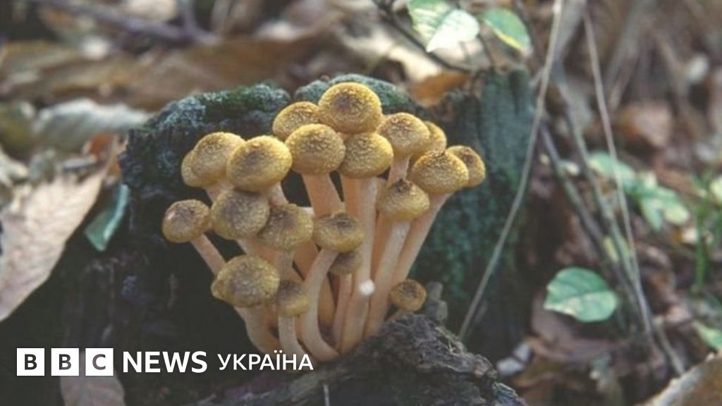 Рецепти приготування