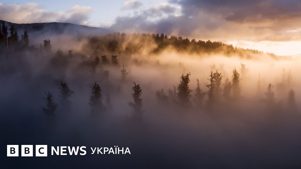 Фото: самые высокие деревья Австралии - BBC News Україна