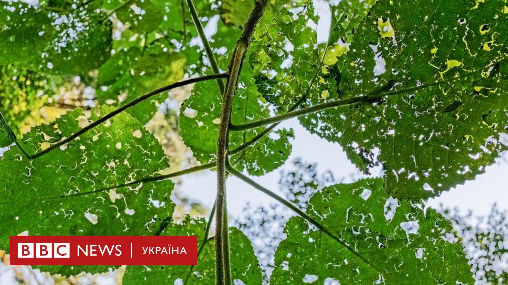 Определить что за дерево по фотографии