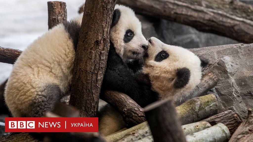 Зоо порно. Секс с животными онлайн