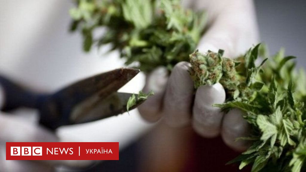 когда легализуют марихуану в россии