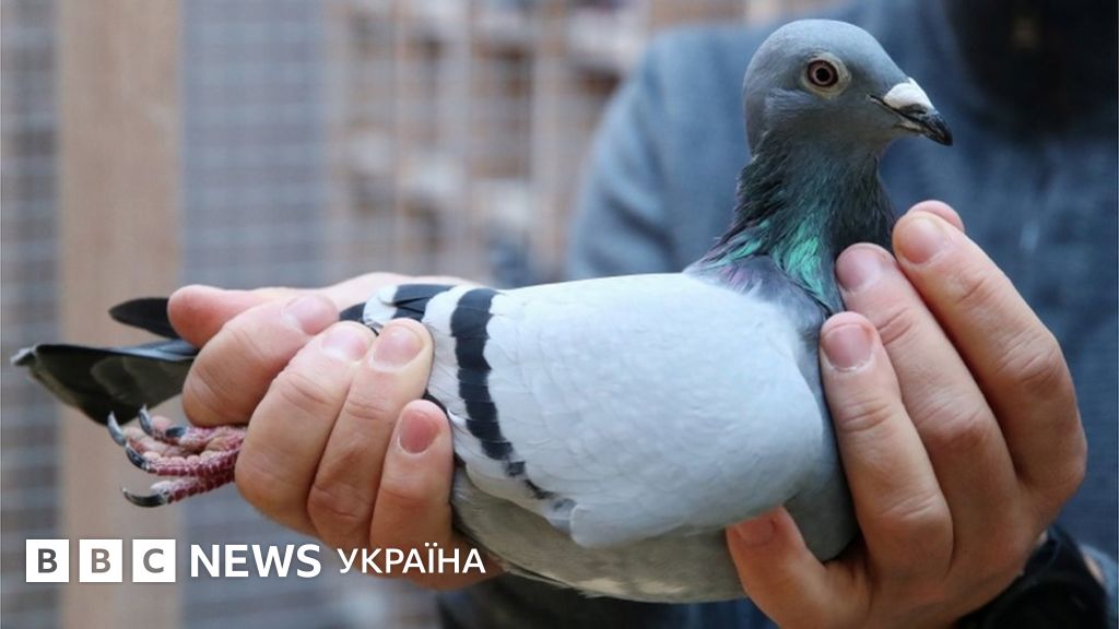 Голуба продали за рекордні $1,9 мільйона - BBC News Україна