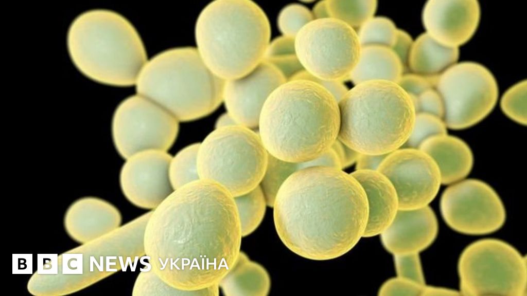 Вчені б'ють на сполох: грибкові інфекції стають стійкими до ліків - BBC ...