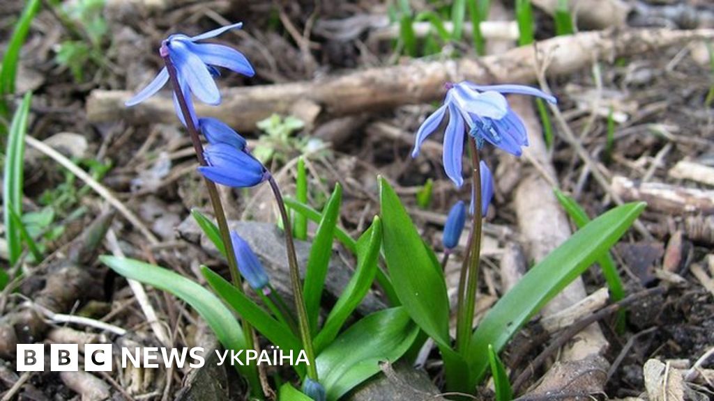 Проліска чи підсніжник? Як добре ви знаєте первоцвіти. Тест - BBC News ...
