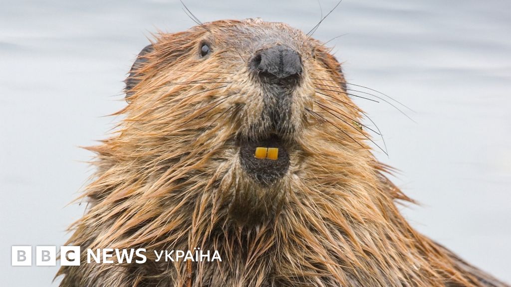 Бобри-герої. Як вони рятують цілі екосистеми і чому це важливо - BBC ...