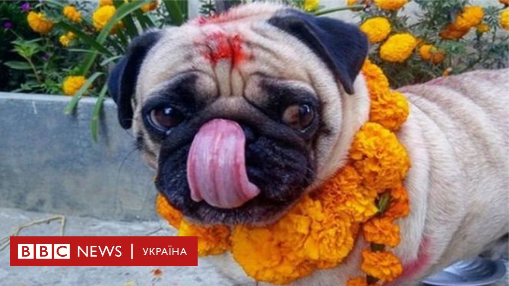 Особливості утримання і догляду за собачими псами в Індії