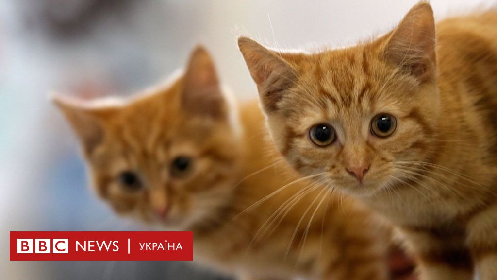 Сложная правда о том, почему коты мурлыкают - BBC News Україна