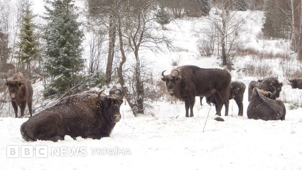 Каплоухий бизон. 20 зубров. 20 зубров. Заповедник брянский лес зубры. Зубровый питомник приокско-террасного заповедника.