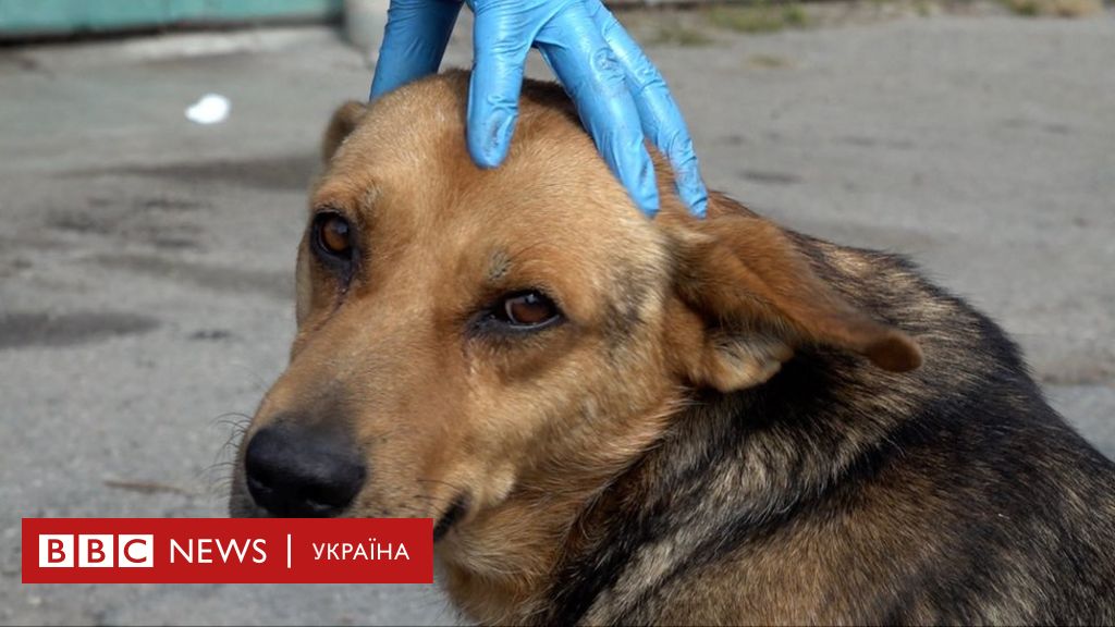 Секс тварини з людьми - порно видео