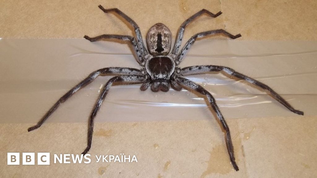 Гігантський павук у багажі приїхав з Австралії до Британії - BBC News ...